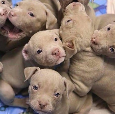 xl pitbull puppies price