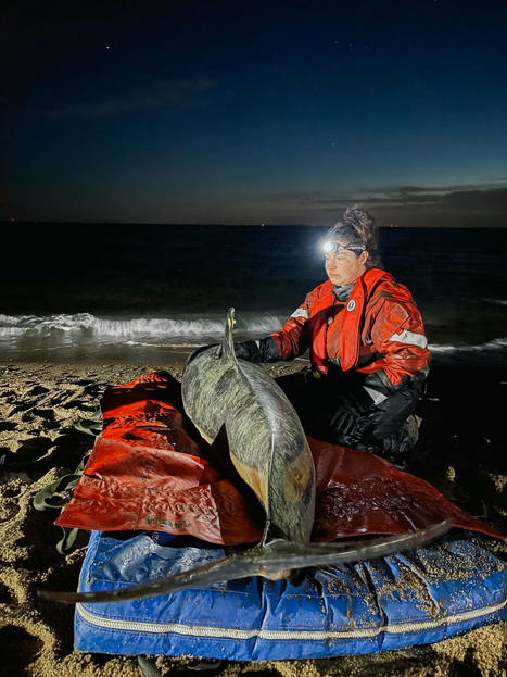MA PHOTOS: 11 Dolphins Stranded in Wellfleet, 7-Hour Rescue Follows | by Grady Culhane | CapeCod.com | Schools + Libraries + Museums + STEAM + Digital Media Literacy + Cyber Arts + Connected to Fiber Networks | Scoop.it