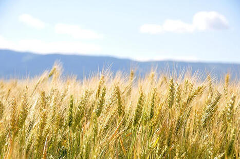 Food Security in LEBANON | CIHEAM Press Review | Scoop.it
