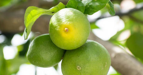 Qu'est-ce que la maladie du dragon jaune&thinsp;? | Les Colocs du jardin | Scoop.it