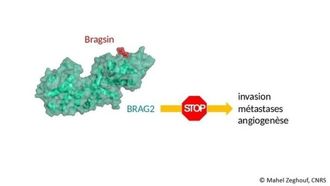 Programme de prématuration du CNRS : deux lauréats UPSaclay de la quatrième vague 2019 | Life Sciences Université Paris-Saclay | Scoop.it