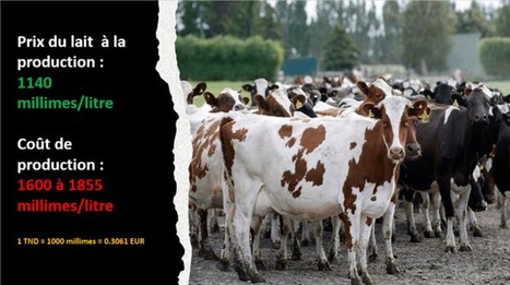 Tunisie - Crise du lait : 56% des agriculteurs ont dû vendre une partie de leur troupeau pour survivre | Lait de Normandie... et d'ailleurs | Scoop.it