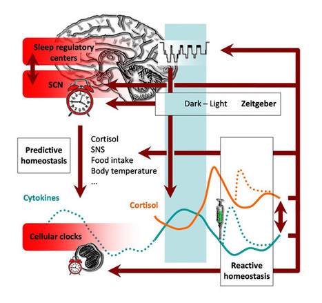 T Cell and Antigen Presenting Cell Activity During Sleep | Immunology for University Students | Scoop.it