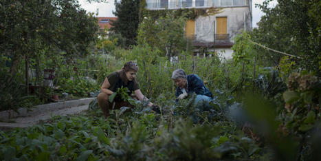 Bout de parcelle contre part de r&eacute;colte&nbsp;: le potager mutualis&eacute; en pleine &eacute;closion | Nature en ville | Scoop.it