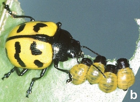 L'instinct maternel découvert chez des coléoptères | EntomoNews | Scoop.it