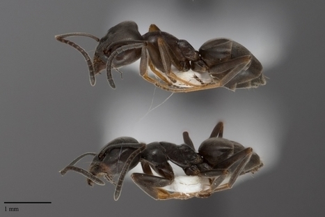 Suisse. Trois projets de recherche autour des fourmis de Cully | Variétés entomologiques | Scoop.it