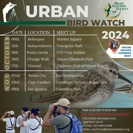 Urban Bird Watch Fall 2024 | Cayo Scoop!  The Ecology of Cayo Culture | Scoop.it