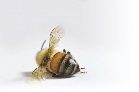 Pourquoi cette hécatombe chez les insectes ? | Toxique, soyons vigilant ! | Scoop.it