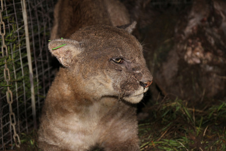Two More LA Mountain Lions Have Died And Both Had Rat Poison In Their Systems | Coastal Restoration | Scoop.it