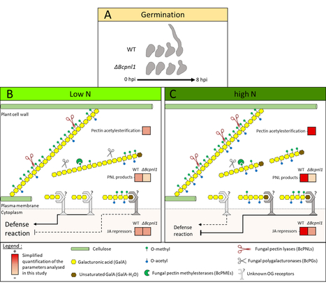 La pectine lyase BcPNL1 de Botrytis cinerea contribue en partie à la plus grande sensibilité des plantes cultivées sous fort azote | Life Sciences Université Paris-Saclay | Scoop.it