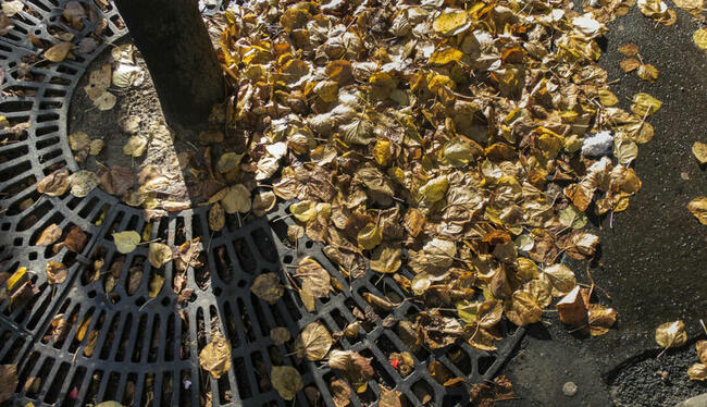 À Paris, un jeune Ukrainien veut transformer les feuilles mortes en papier
