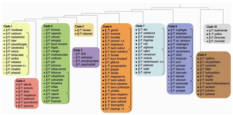 Phytopathology: The Genus Phytophthora Anno 2012 | Plants and Microbes | Scoop.it