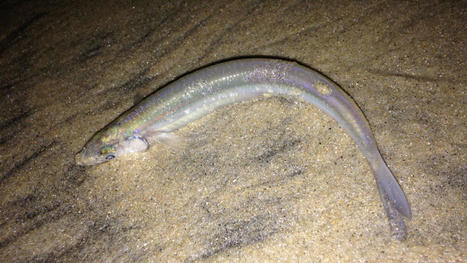 À chaque pleine lune, il y a des orgies de poissons sur les plages californiennes | Biodiversité - @ZEHUB on Twitter | Scoop.it