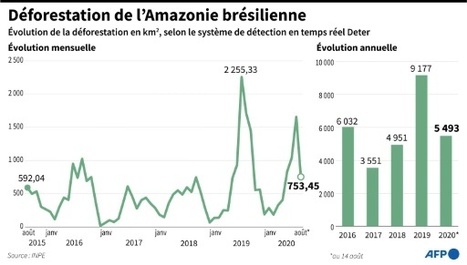 Brésil : la déforestation repart à la hausse en Amazonie | Les Colocs du jardin | Scoop.it