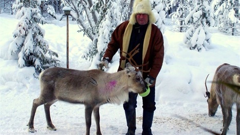 Asko, 62, on metsän eläinten suosikki, kotipihalla tallustaa päivittäin poroja, kauriita ja kettuja: "Päiviö-poro kävi vaimon mukana marjametsässä" - MTVuutiset.fi | 1Uutiset - Lukemisen tähden | Scoop.it