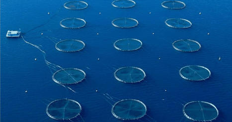 EUROPEAN aquaculture producers hold General Assembly in Rome | CIHEAM Press Review | Scoop.it