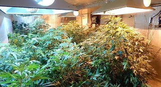 Colorado lawmakers plan crackdown on home pot growers | ReactNow - Latest News updated around the clock | Scoop.it