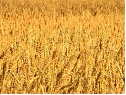 Production céréalière au Maroc, Une récolte de près de 7 millions tonnes | MED-Amin network | Scoop.it