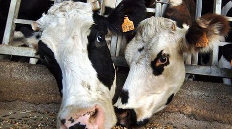 Elevage: 25.000 dossiers d'éleveurs remis aux cellules d'urgence - L'Express L'Expansion | Economie de l'Elevage | Scoop.it