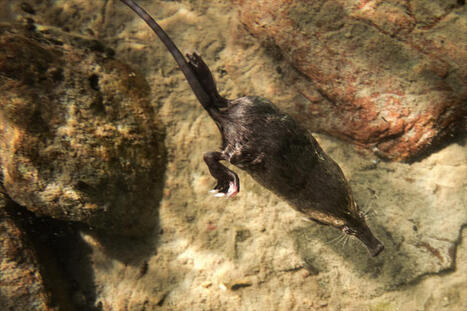 Une mobilisation in&eacute;dite pour sauver le Desman des Pyr&eacute;n&eacute;es | Vall&eacute;es d'Aure & Louron - Pyr&eacute;n&eacute;es | Scoop.it