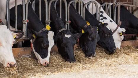 FRANCE : Enjeux et orientations de la s&eacute;lection g&eacute;n&eacute;tique bovine d&rsquo;ici 2040 | EUROPES | Scoop.it