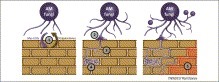 Trends in Plant Science - Evolution of the plant–microbe symbiotic ‘toolkit’ | Plant-Microbe Symbiosis | Scoop.it