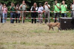 Lâcher de trois lynx dans la réserve de biosphère Pfälzerwald-Vosges du Nord – Journalistes Écrivains  pour la nature | Biodiversité | Scoop.it