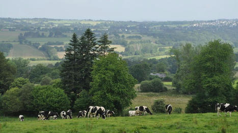 La biodiversité est favorisée par l'élevage laitier | Environnement - Énergie | Scoop.it