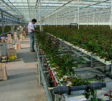 [Article] L’intelligence artificielle en serriculture - Jardins de France | HORTICULTURE | Scoop.it