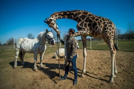 Korona muutti unkarilaisen sirkuksen safariksi | 1Uutiset - Lukemisen tähden | Scoop.it