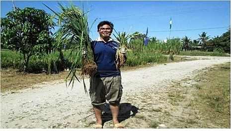 Malaysia: Hasil lipat ganda | SRI Global News ++ March - May 2025    System of Rice Intensification (SRI) | Scoop.it