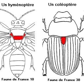 Le Monde des insectes - Glossaire entomologique | Insect Archive | Scoop.it