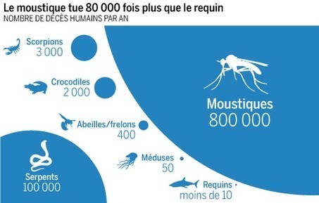 Le moustique tue 80 000 fois plus que le requin | Variétés entomologiques | Scoop.it
