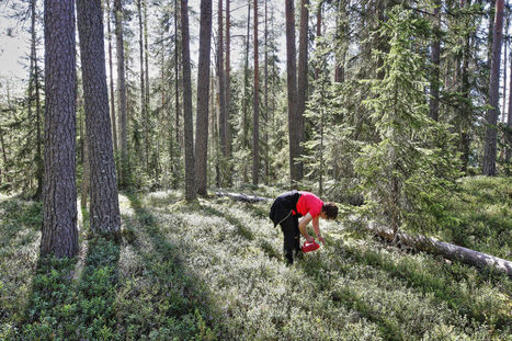 Marjayritykset pohtivat jo ulkomaisen marjan käyttöä – Suomalaiset poimijat myyvät saaliinsa mielummin hyvin maksaville sukulaisille | Yle Uutiset | yle.fi | 1Uutiset - Lukemisen tähden | Scoop.it