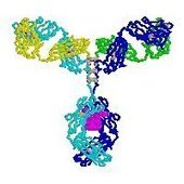 Human IgG Subclasses: Useful diagnostic markers for immunocompetence | Immunology Diagnosis | Scoop.it