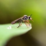 Alerte moustiques: Astuces pour vous protéger naturellement et apaiser les piqûres. | 16s3d: Bestioles, opinions & pétitions | Scoop.it