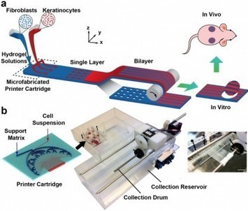 PrintAlive : une bio-imprimante capable de créer des greffons de peau | Buzz e-sante | Scoop.it