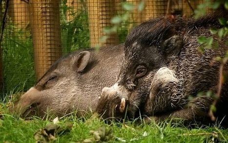 Rare warty pigs are lost when male eats his entire family at Bristol zoo | No Such Thing As The News | Scoop.it