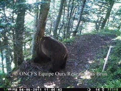 D'ours France, cher pays de mon enfance. | Pastoralisme Ours Loups Lynx | Scoop.it