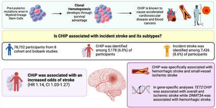 Clonal Hematopoiesis Is Associated With Higher Risk of Stroke | Daily Newspaper | Scoop.it