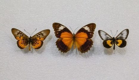 Bataille des sexes chez les papillons : les mâles déploient des "ceintures de chasteté", mais les femelles ripostent | EntomoNews | Scoop.it