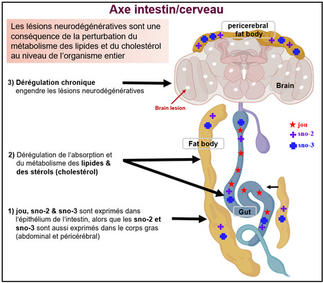 Le snoRNA jouvence requis dans l&rsquo;&eacute;pith&eacute;lium de l&rsquo;intestin d&eacute;termine la dur&eacute;e de vie et conf&egrave;re une neuroprotection via des param&egrave;tres m&eacute;taboliques chez la Drosophile | Life Sciences Universit&eacute; Paris-Saclay | Scoop.it