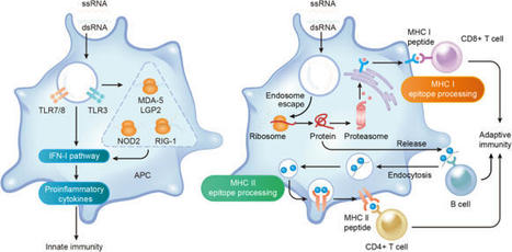 mRNA vaccines in disease prevention and treatment | Signal Transduction and Targeted Therapy | veille vaccination | Scoop.it
