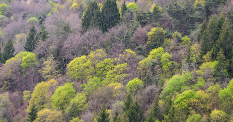 La forêt française continue à gagner du terrain mais subit lourdement les effets du changement climatique - Portail IGN  | veille territoriale | Scoop.it