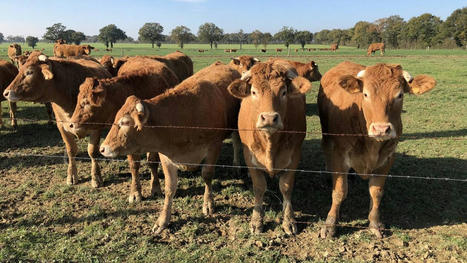 La loi Egalim 2 va-t-elle sauver la viande bovine française ? | Actualité Bétail | Scoop.it