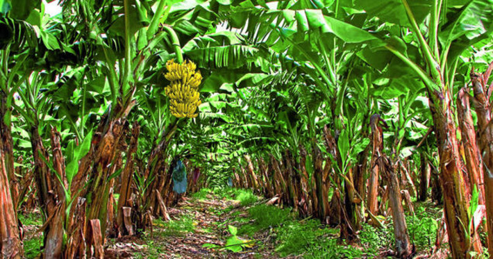 The quest to save the bananas we love so much makes scary reading | Science & Technology Report - Changing Our World | Scoop.it