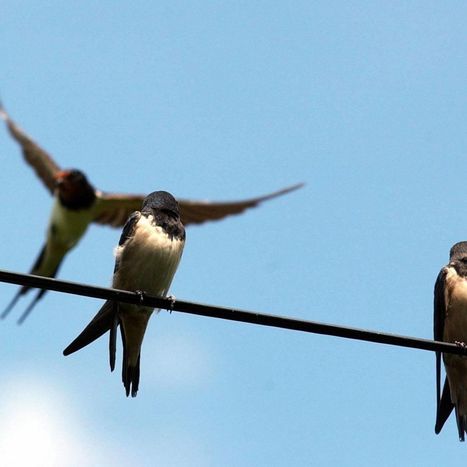 Les hirondelles désertent le ciel de la Touraine | Les oiseaux au gré du vent | Scoop.it