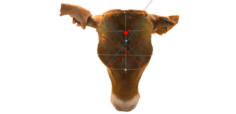 Etourdissement des bovins au pistolet à tige perforante | SCIENCES DE L' ANIMAL | Scoop.it