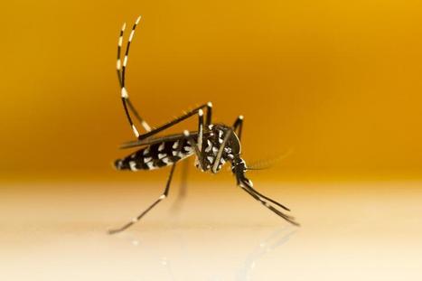 En France, Aedes albopictus transmet mieux le Zika africain que celui asiatique | EntomoNews | Scoop.it