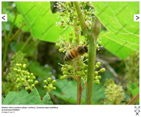 Consultation publique prolongée jusqu'au 14 décembre inclus : projet de liste des cultures qui ne sont pas considérées comme attractives pour les abeilles ou d’autres insectes pollinisateurs | Variétés entomologiques | Scoop.it